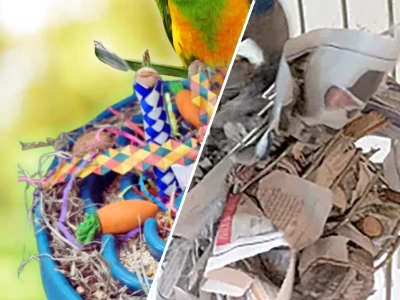 Strategies for creating a stimulating environment for pet birds 2026